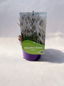 Žolinis augalas, miskantas kininis "Heron", vazonas 2 l.