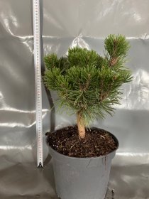 Spygliuotis, kalninė pušis "Saturn", vazonėlio skersmuo 23 cm.