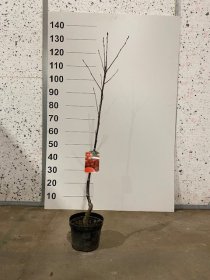 Dekoratyvinis medis, šermukšnis "Intermedia", vazonėlio skersmuo 21 cm.