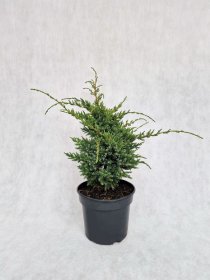 Spygliuotis, kadagys žvynuotasis "Holger", vazonėlio skersmuo 19 cm.