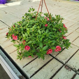 Vienmetė gėlė, Surfinija smulkiažiedė, pakabinamame vazonėlyje, vazonėlio skersmuo 15 cm.