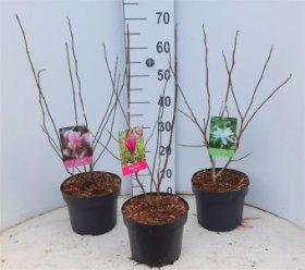Dekoratyvinis medis, magnolija, įvairios, vazonėlio skersmuo 21 cm.