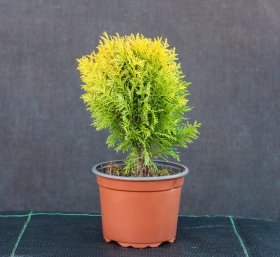 Spygliuotis, vakarinė tuja "Mirjam", aukštis 20 cm., vazonas 2 l.
