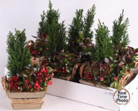 Kalėdinė kambarinių augalų kompozicija, vazonėlio skersmuo 15 cm.