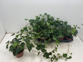 Kambarinis augalas, gebenė, vazonėlio skersmuo 13 cm.