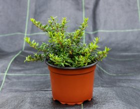 Dekoratyvinis krūmas, kalninis šilžiurkštis SODO GAMA, vazonėlio talpa 2 l.