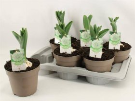 Daugiametė gėlė, česnakas dekoratyvinis "White Giant", vazonėlio skersmuo 17 cm.