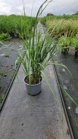 Žolinis augalas, lendrūnas, vazonėlio skersmuo 19 cm.