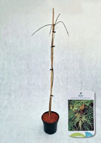 Dekoratyvinis medis, klevas plaštakinis "Emerald Lace", aukštis 50-70 cm., vazonas 3 l.