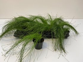 Žolinis augalas, smilga, vazonėlio skersmuo 9 cm.