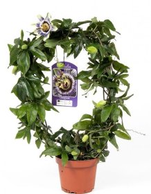 Kambarinis augalas, pasiflora "Caerulea", vazonėlio skersmuo 12 cm.