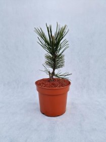 Spygliuotis, pušis baltažiedė "White Cloud", vazonas 3 l.