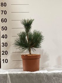 Spygliuotis, pušis "Sayonara", vazonėlio skersmuo 23 cm.