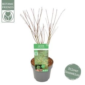 Dekoratyvinis medis, plaštakinis klevas "Butterfly", aukštis apie 45 cm., vazonėlio skersmuo 19 cm.