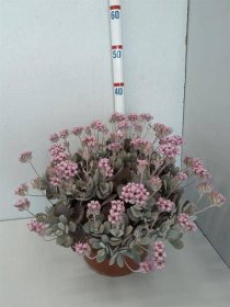 Dekoratyvinis krūmas, hebė "Matata Blu Kiwi", vazonėlio skersmuo 23 cm.