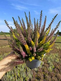 Vienmetis augalas, viržis Trio, vazonėlio skersmuo 12 cm.