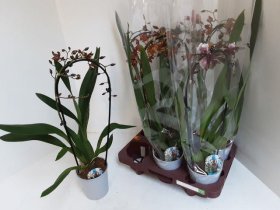 Kambarinis augalas, orchidėja (Phalaenopsis) "Kambrija", vazonėlio skersmuo 12 cm.