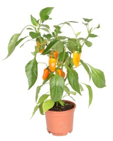 Daržovių sodinukai, paprika "Mimi Orange", oranžinė, saldi, vazonėlio skersmuo 10 cm.