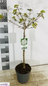 Dekoratyvinis krūmas, putinas "Eskimo", vazonėlio skersmuo 29 cm.