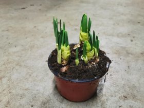 Kambarinis augalas, narcizas Bridal Crown (5 svog.), vazonėlio skersmuo 14 cm.