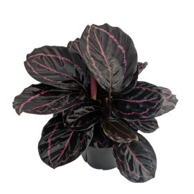 Kambarinis augalas, kalatėja "Roseop Dottie", vazonėlio skersmuo 12 cm.
