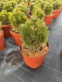 Spygliuotis, pušis kalninė "Varella", vazonėlio skersmuo 28 cm.