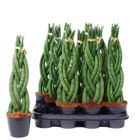 Kambarinis augalas, sansevjera "Cylindrica Braided", vazonėlio skersmuo 11 cm.