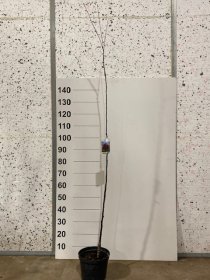 Dekoratyvinis medis, obelis "Nicoline", dekoratyvinė, vazonėlio skersmuo 21 cm.