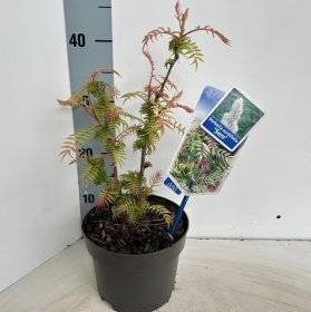 Dekoratyvinis krūmas, šermukšnialapė lanksvūnė "Sem", vazonėlio skersmuo 17 cm.