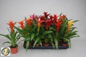 Kambarinis augalas, guzmanija, vazonėlio skersmuo 9 cm.