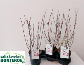 Dekoratyvinis medis, gluosnis "Mt. Aso", vazonėlio skersmuo 19 cm.