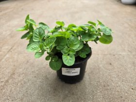 Prieskoninis augalas, raudonėlis, vazonėlio skersmuo 10 cm.