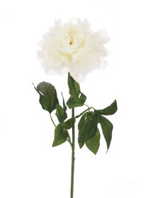 Dirbtinė gėlė bijūnas NOVELLY HOME DY1-2280, baltos sp., aukštis - 72 cm