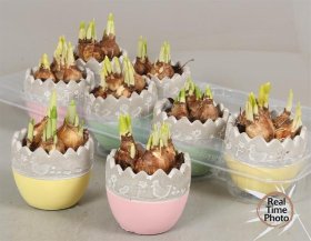 Kambarinis augalas, narcizų velykinė kompozicija, vazonėlio skersmuo 9 cm.