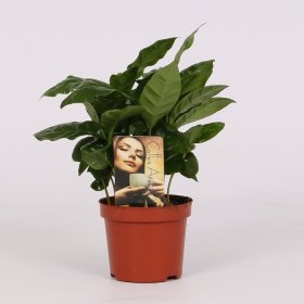 Kambarinis augalas, kavamedis, vazonėlio skersmuo 12 cm.