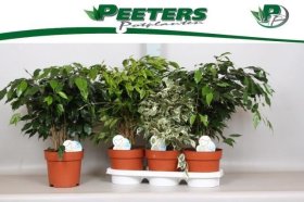 Kambarinis augalas, fikusas, vazonėlio skersmuo 13 cm.