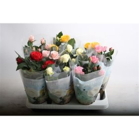 Kambarinis augalas, rožė, vazonėlio skersmuo 10 cm.