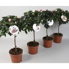 Kambarinis augalas, azalija ant stiebo, vazonėlio skersmuo 17 cm.