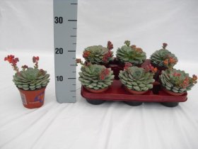 Kambarinis augalas, kalvorė (eševerija), vazonėlio skersmuo 11 cm.