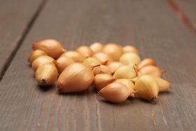 Valgomųjų svogūnų sodinukai Cupido F1, ASEJA, 14/21 mm, 0,5 kg