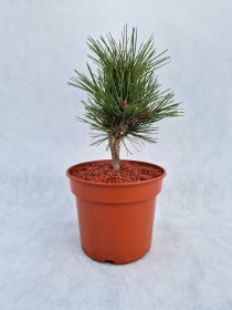 Spygliuotis, pušis hondinė "Globe", vazonas 3 l.