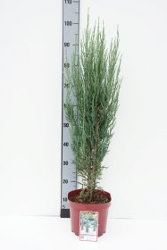 Spygliuotis, kadagys uolinis "Blue Arrow", aukštis 80-100 cm., vazonas 10 l.