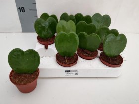 Kambarinis augalas, vaškuolė "Kerrii", vazonėlio skersmuo 6 cm.