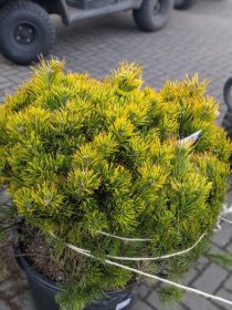 Spygliuotis, pušis kalninė "Carsten's Wintergold", aukštis 70-80 cm., vazonas 40 l.