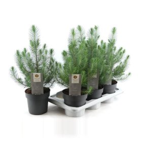 Spygliuotis, pušis italinė "Silver Crest", vazonėlio skersmuo 17 cm.