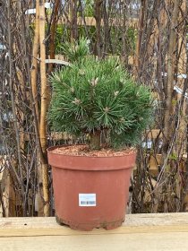 Spygliuotis, pušis dekoratyvinė "Risoul", vazonėlio skersmuo 23 cm.