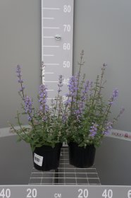 Daugiametė gėlė, katžolė, vazonas 2 l.