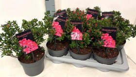 Dekoratyvinis krūmas, rododendrai ir azalijos, įvairūs, vazonėlio skersmuo 17 cm.