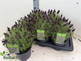 Daugiametė gėlė, levanda "Bande Purple", vazonėlio skersmuo 17 cm.