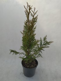 Spygliuotis, tuja vakarinė "Aureospicata", vazonas 3 l.